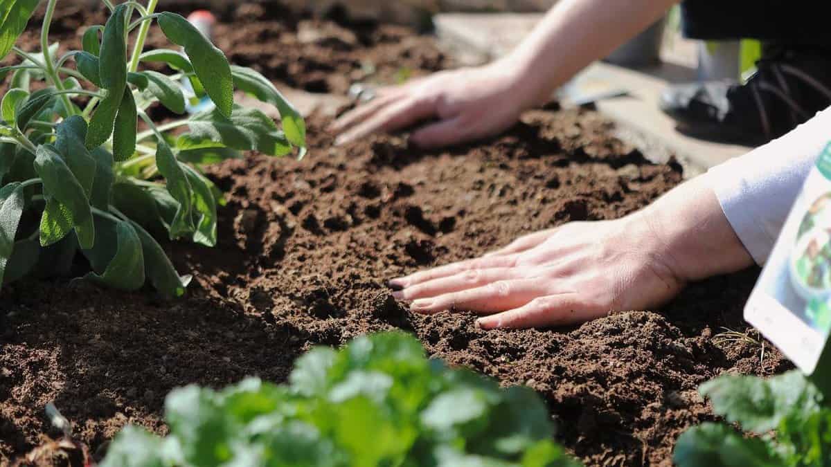 “Tegelwippen” in den Niederlanden: immer mehr Grünflächen ersetzen Pflastersteine