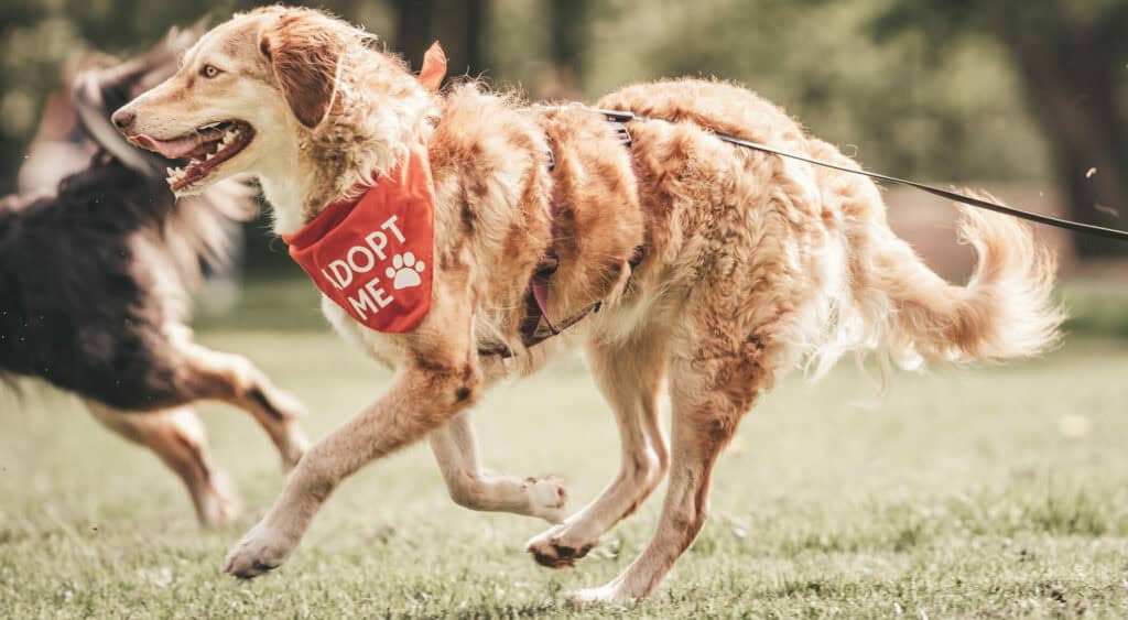 Bark Date bietet Hunden aus dem Tierschutz ein schnelleres Zuhause
