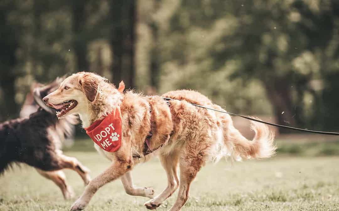 Bark Date – Speed-Datings verhelfen Hunden aus dem Tierschutz zu einem Zuhause