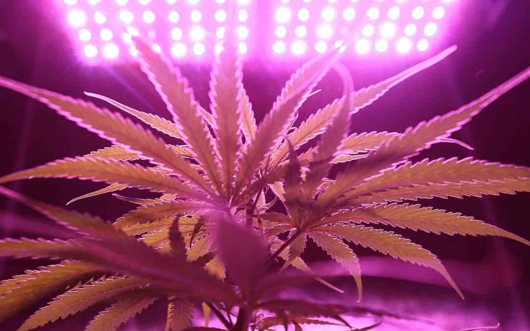 Das Potenzial von Autoflowering-Cannabis