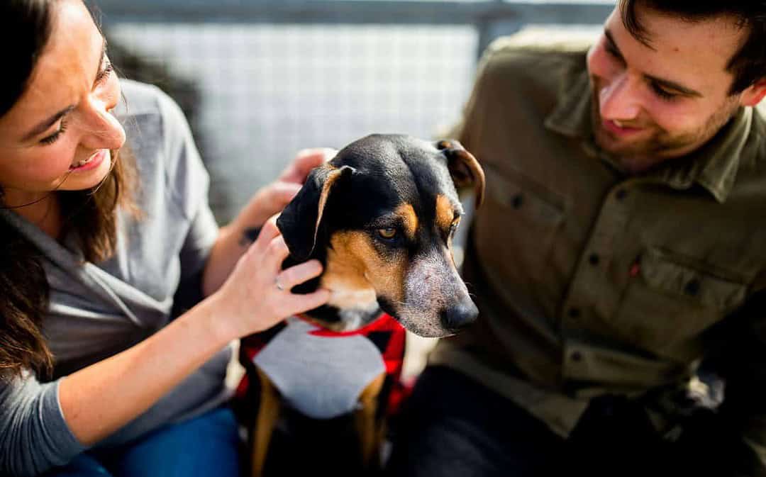 Good News Flash – Österreich: Sachkundekurs für Hundehalter:innen ab 2026 verpflichtend