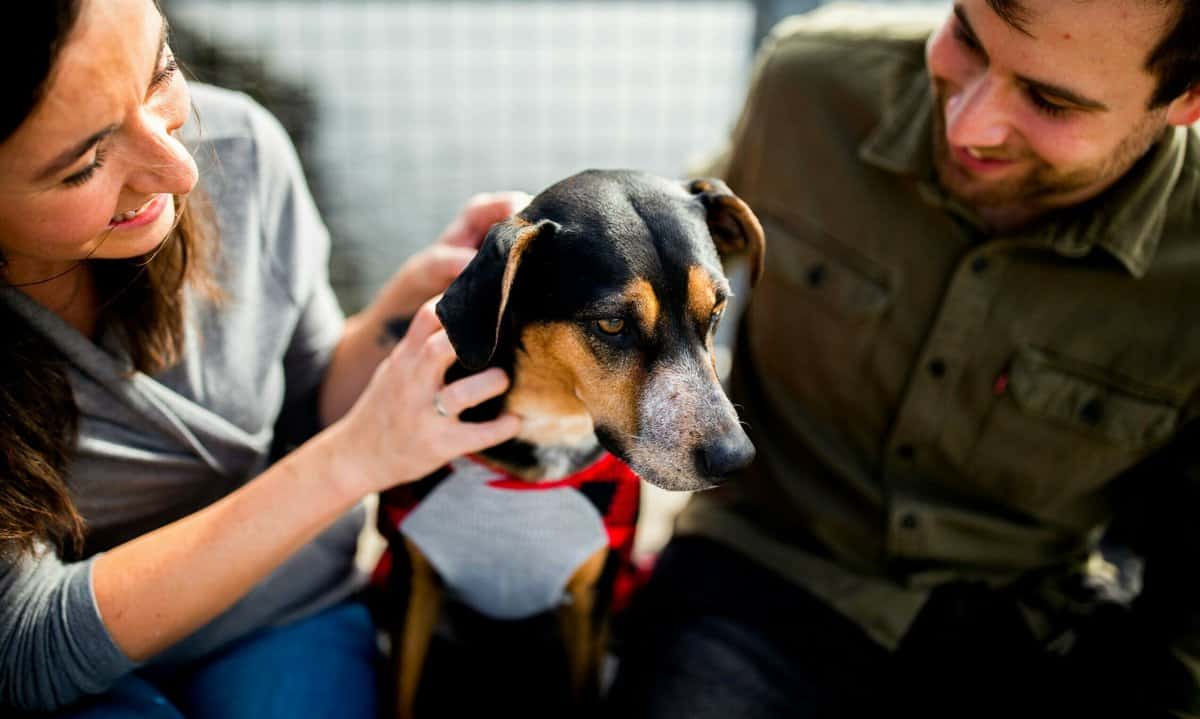 (links) Frau und (rechts) Mann streicheln Hund (Mitte)