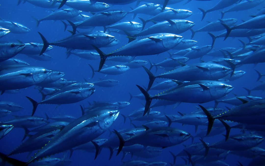 Wiederkehr des Blauflossenthunfischs