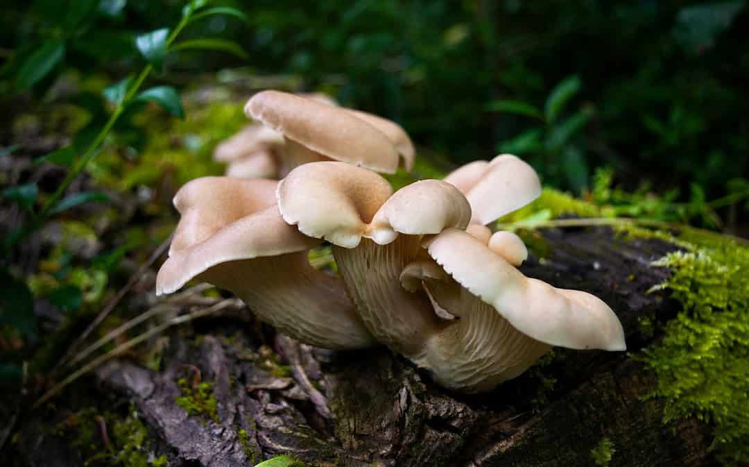 Pilze als Baustoff, Schule für blinde Kinder, Hamburg fördert Entsiegelung