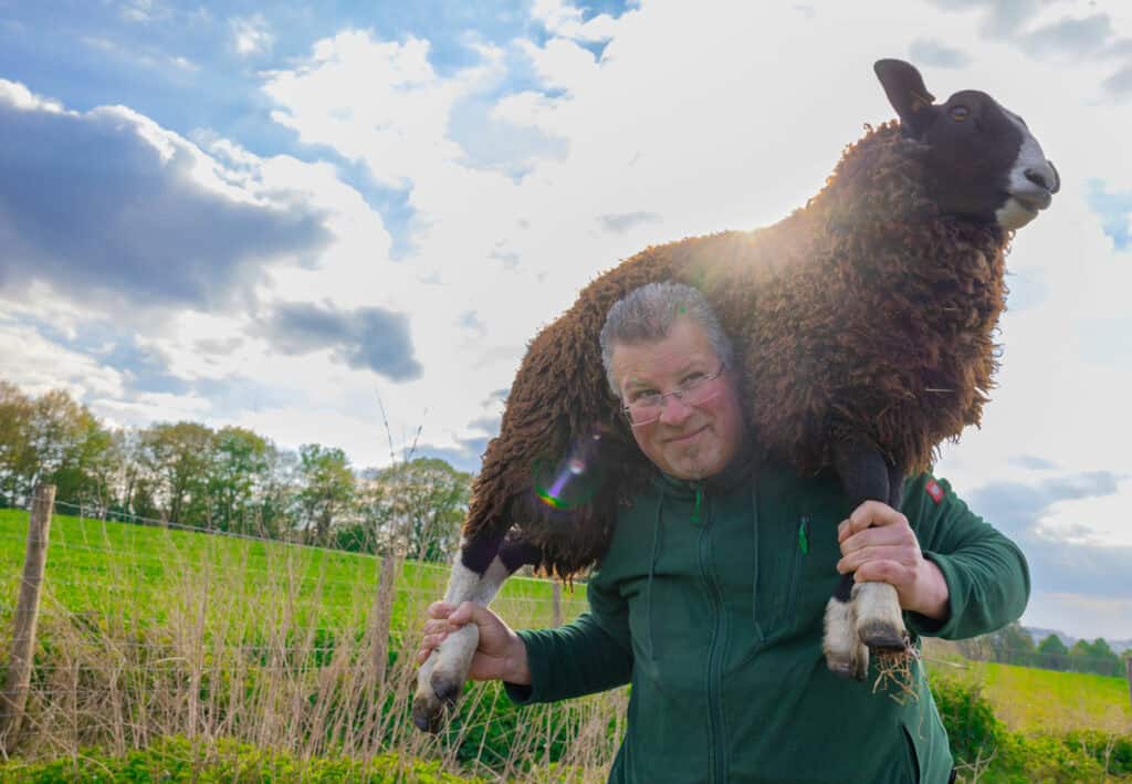 Rainbow Wool Farm Michael Sheep RGB 1500x1038px