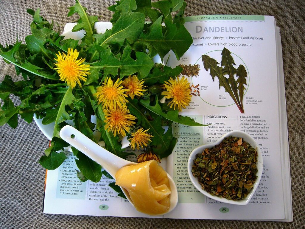 dandelion 4830854 1280 1