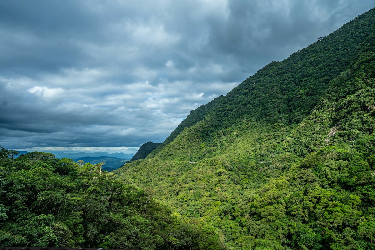 Regenwald in Brasilien