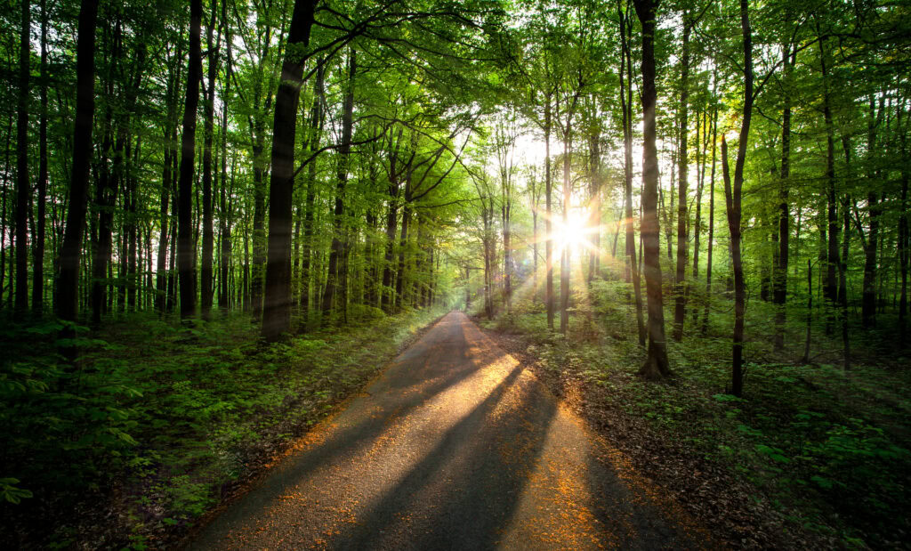 Die Waldfläche in Europa ist in den letzten 30 Jahren um neun Prozent gestiegen und bedeckt damit mehr als ein Drittel des Kontinents.