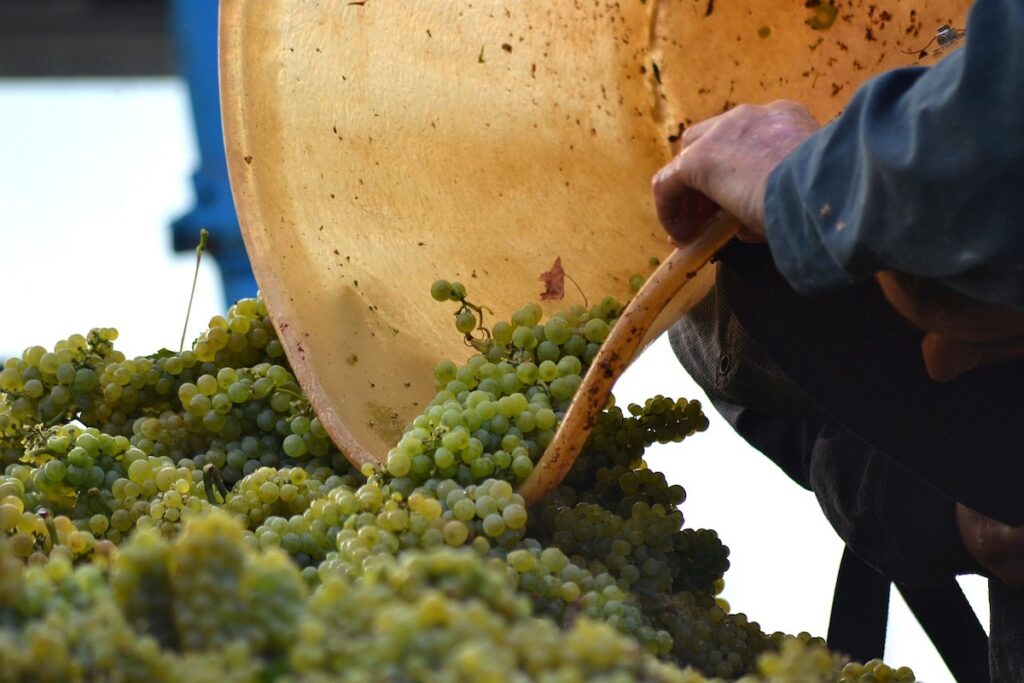 Wein, Trauben, Winzer
