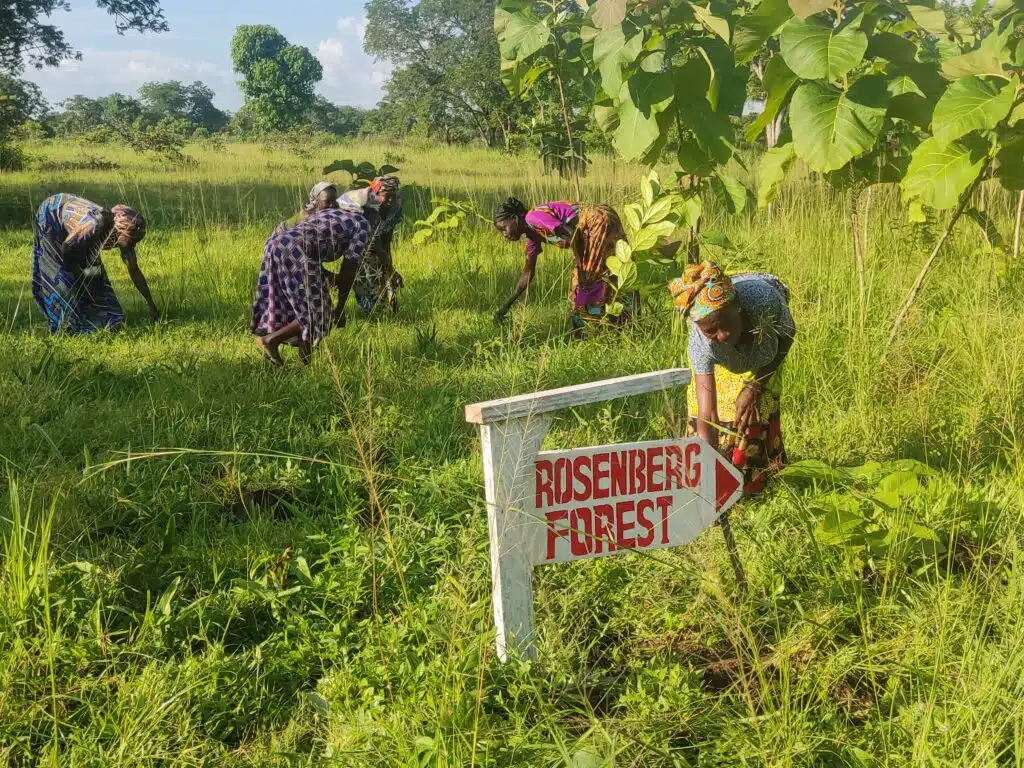 Click A Tree Boardgame Road Ghana Rosenberg forest1 1024x768 1