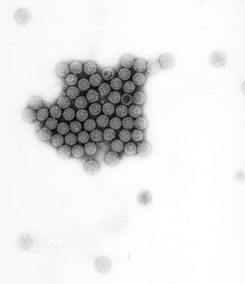 HPV Viren
