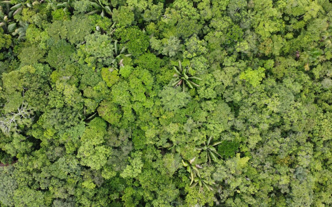 27 neue Tierarten in Peru entdeckt