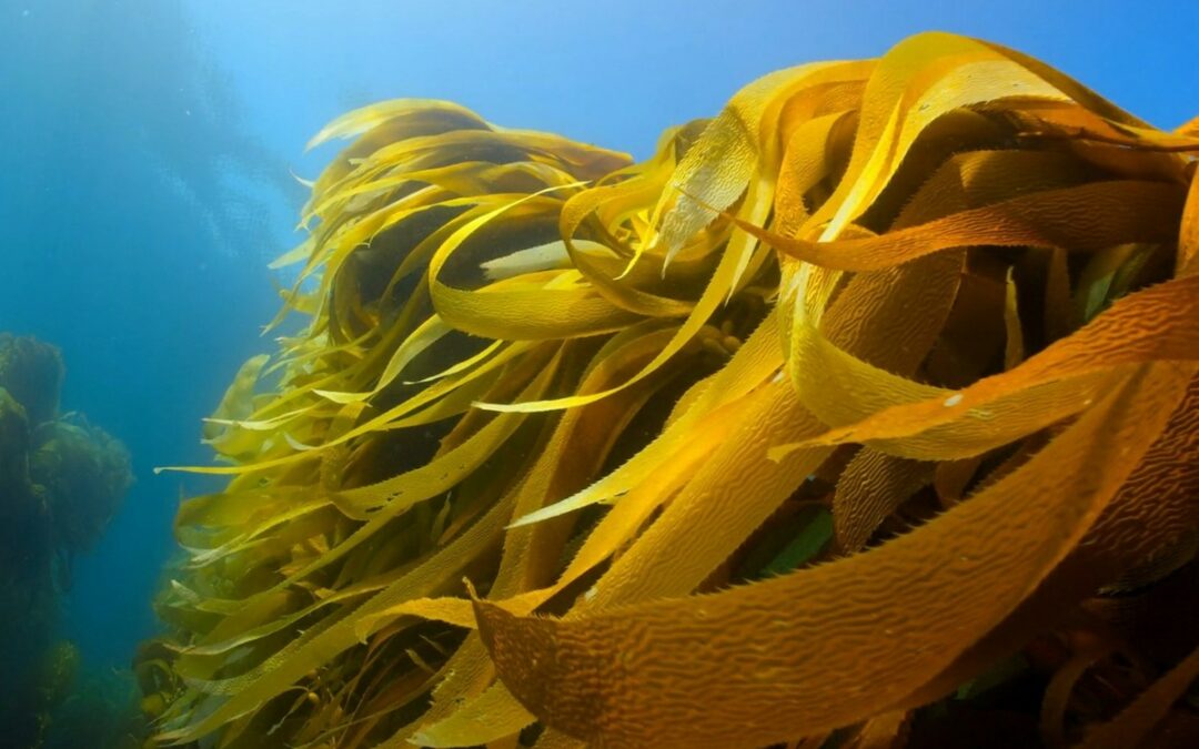 Unterwasser-Aufforstung in England, 10 Millionen Bäume für Mali