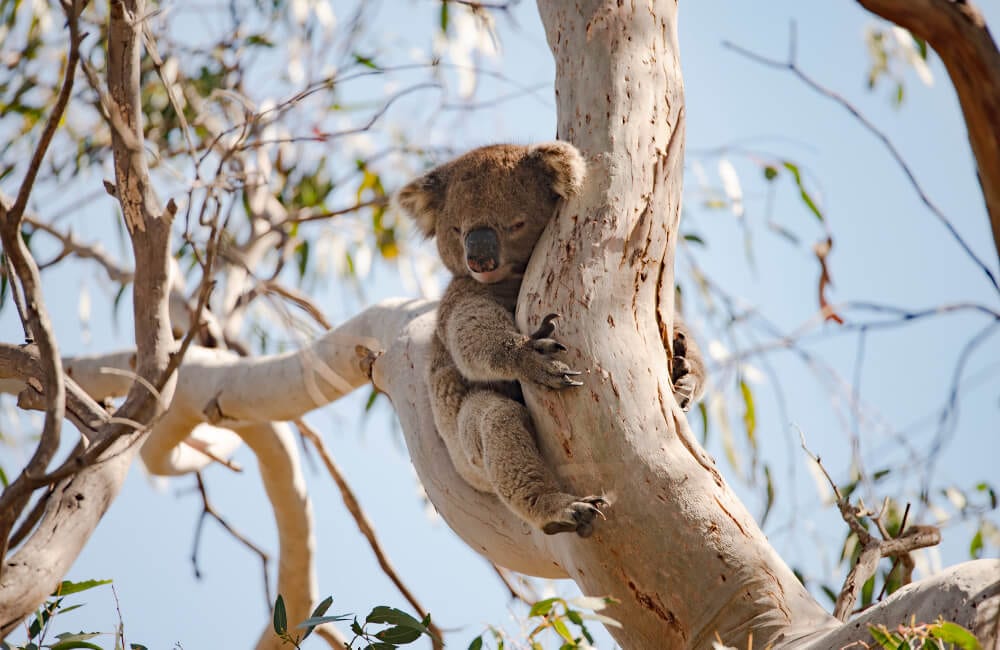 Koala auf Kangaroo Island.