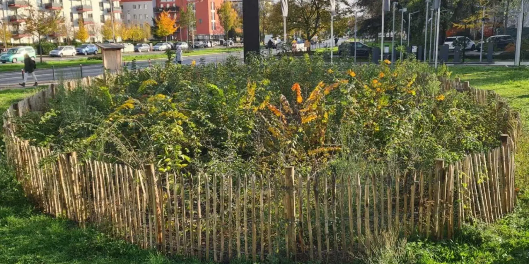 Tiny Forest in Darmstadt | Miya Forest e.V.