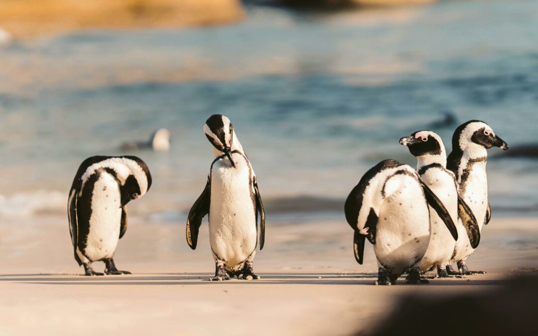 Die letzten Pinguine Afrikas erhalten umfassende Schutzzonen