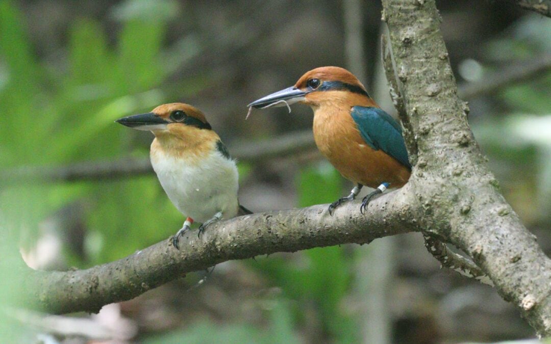 Einst ausgestorbener Eisvogel legt wieder Eier