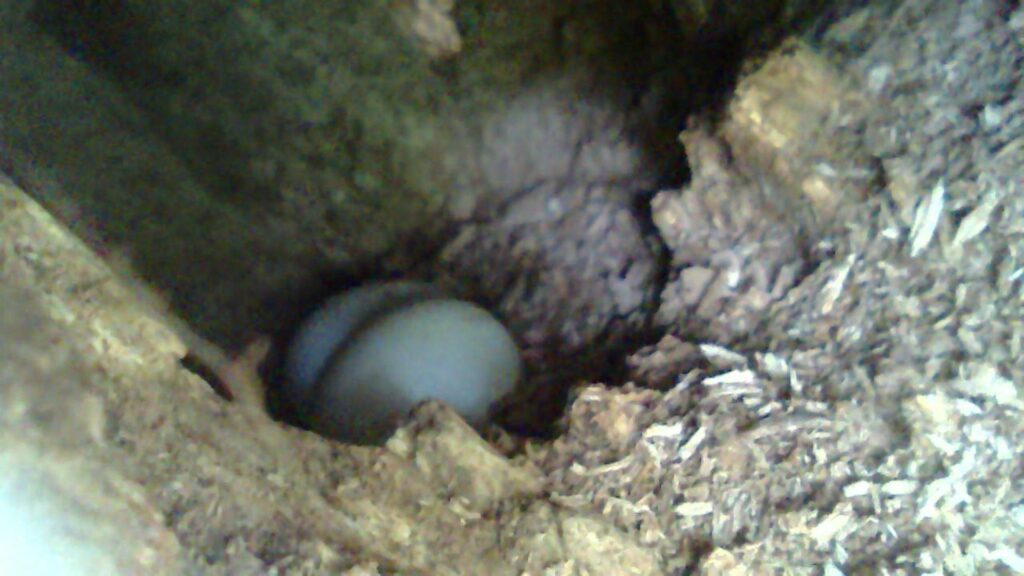 Two Sihek eggs in nest c TNC ZSL