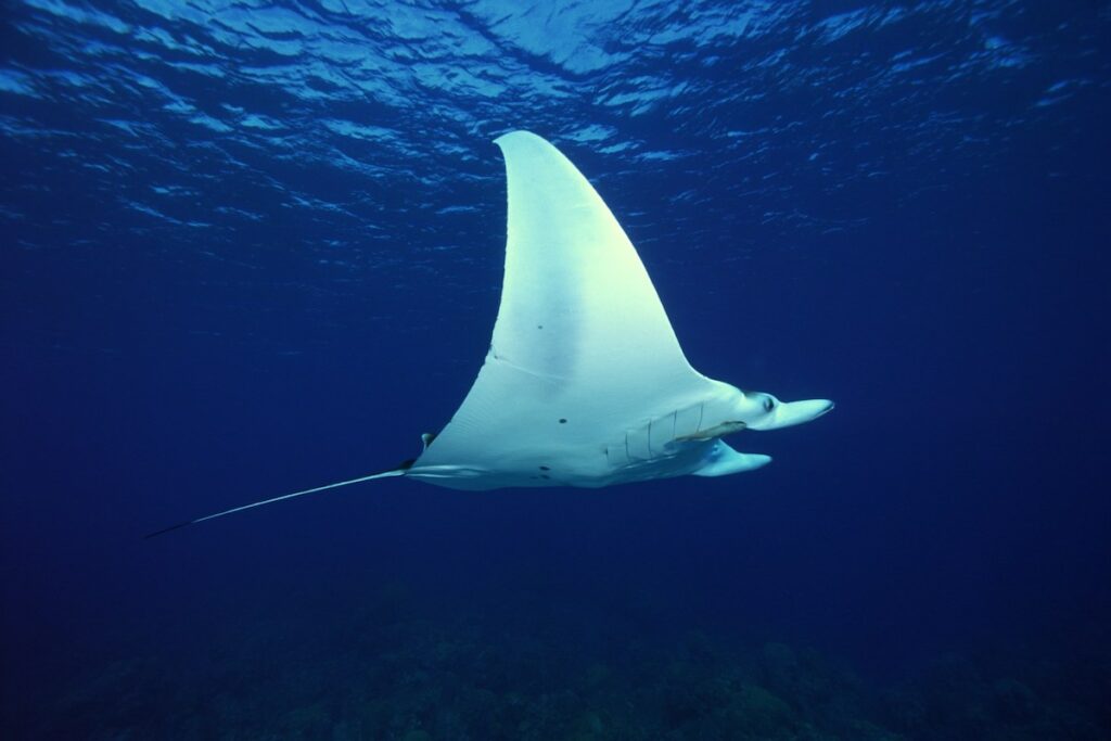 Mantarochen im Meer