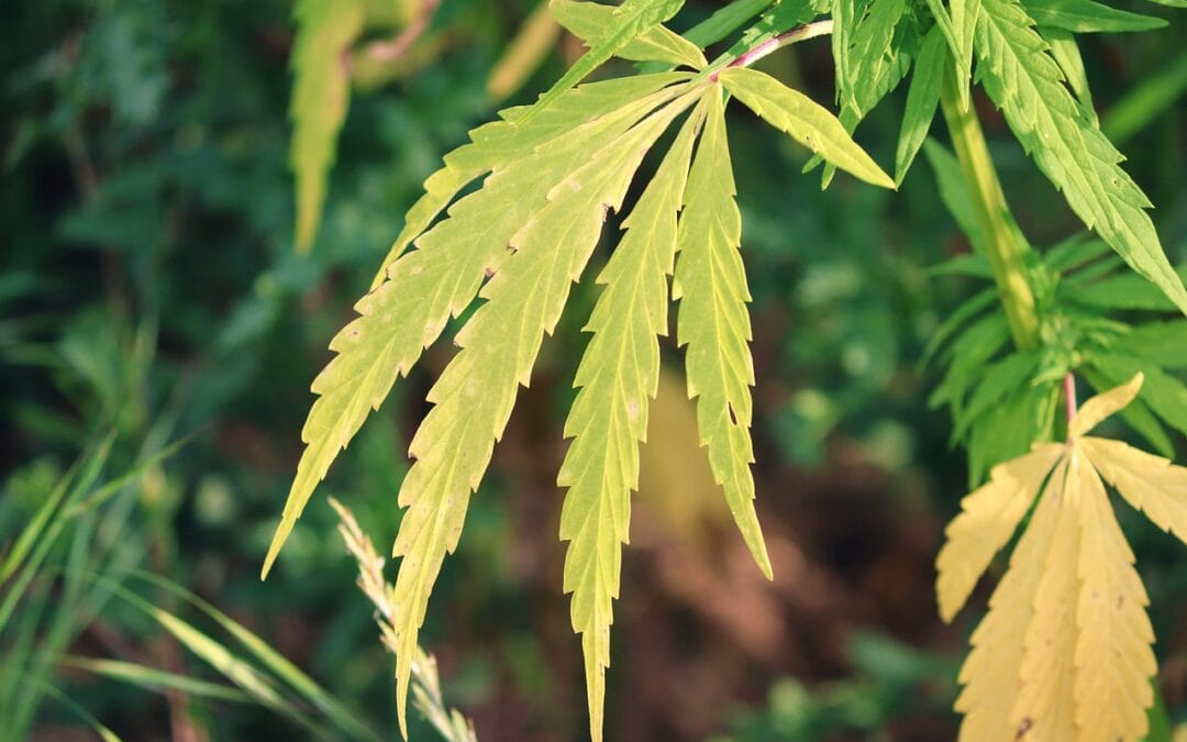 Cannabisanbau im Wandel – Die richtige Sorte für jeden Garten