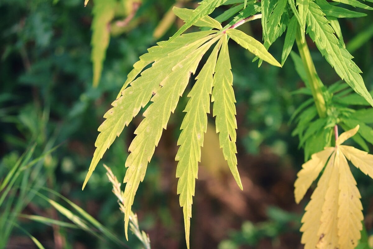 Cannabis Anbau im Wandel – Die richtige Sorte für jeden Garten