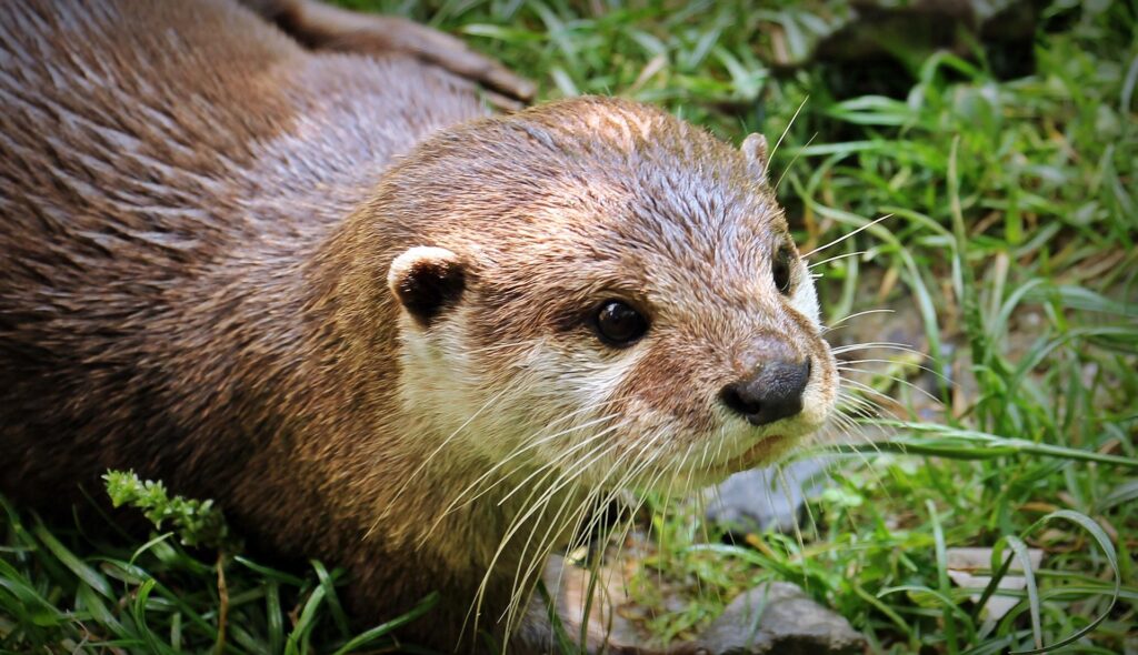 Nach fast 100 Jahren ist der Fischotter zurück in Baden-Württemberg. Nachdem es zuvor nur einzelne Sichtungen gegeben hatte, konnte ein Jäger am Fluss Dreisam bei Freiburg gleich eine ganze Fischotterfamilie mit Nachwuchs filmen.