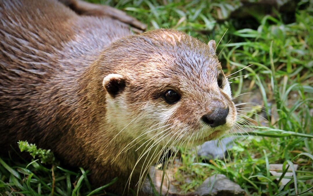 Der Fischotter ist zurück in Baden-Württemberg