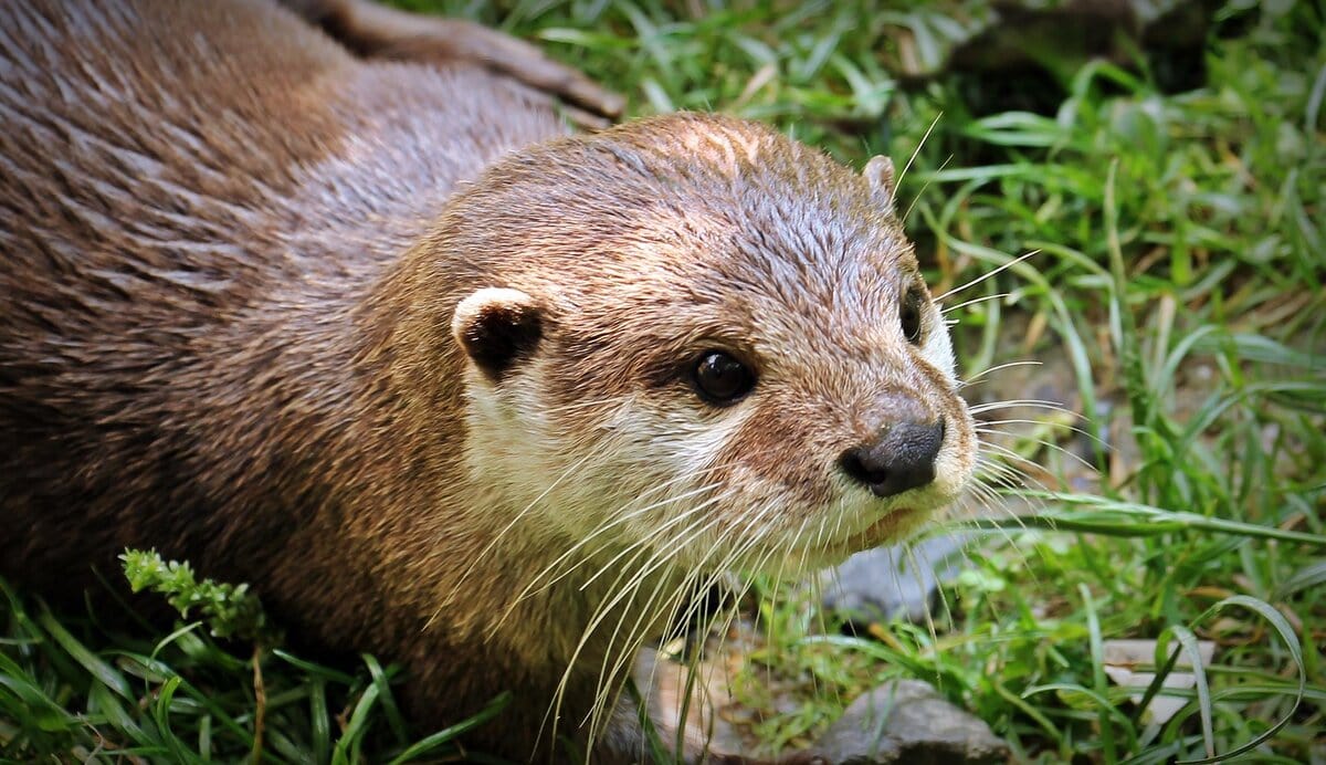 Nach fast 100 Jahren ist der Fischotter zurück in Baden-Württemberg. Nachdem es zuvor nur einzelne Sichtungen gegeben hatte, konnte ein Jäger am Fluss Dreisam bei Freiburg gleich eine ganze Fischotterfamilie mit Nachwuchs filmen.