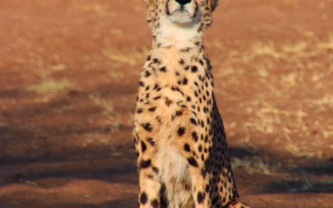 Ein Besuch beim Cheetah Conservation Fund in Namibia