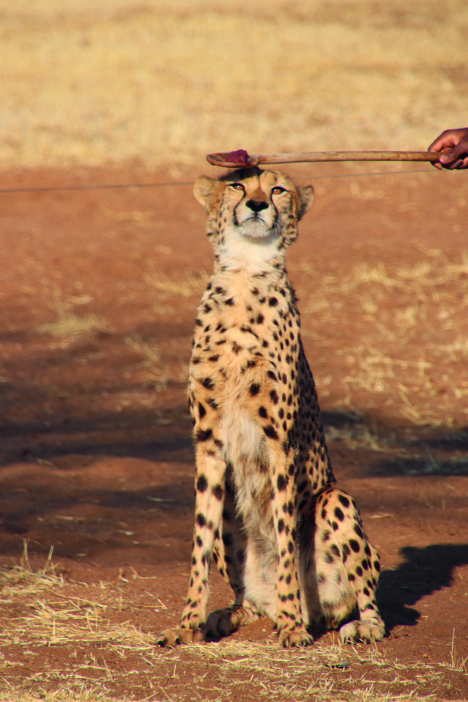 Inmitten der staubigen Savanne Namibias kämpft der Cheetah Conservation Fund nicht nur für den Erhalt der Geparden – sondern für ein ganzes Ökosystem. Unsere Autorin war vor Ort und hat hautnah miterlebt und gelernt, wie aus Milch Käse, aus Dornbusch Briketts und aus Welpen Lebensretter werden – und was das alles mit den Wildkatzen zu tun hat.