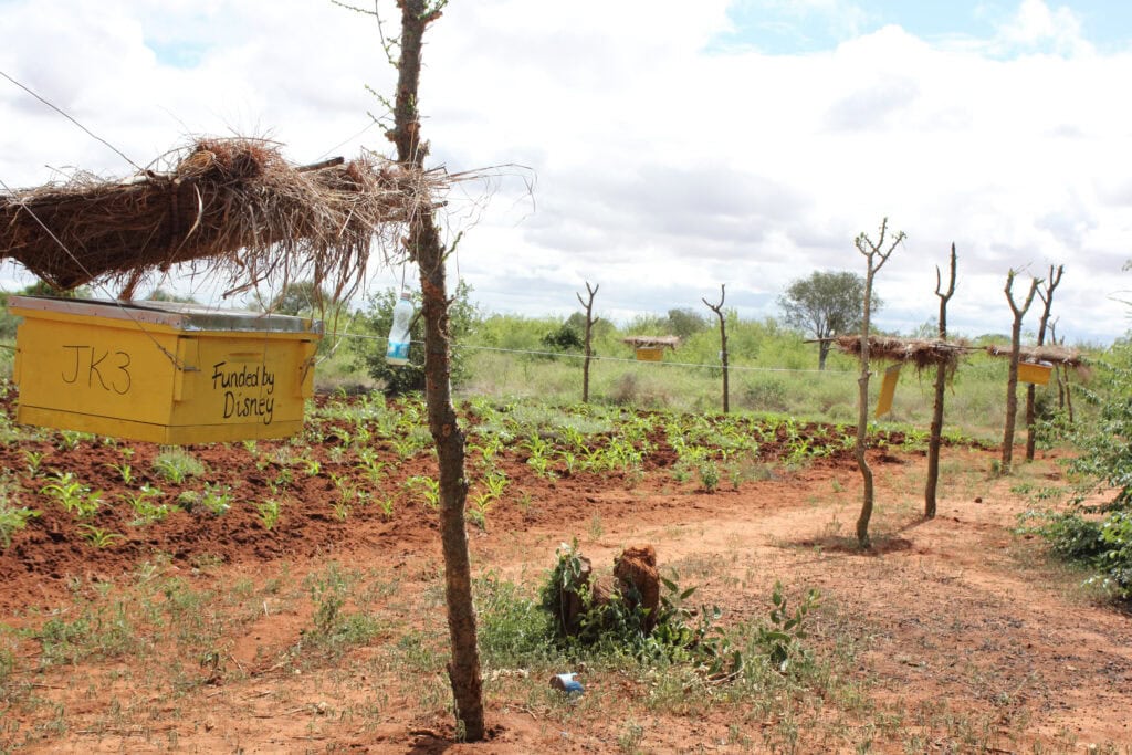 A beehive fence donated by Disney in Grantons farm southern Kenya © Lucy King Save the Elephants