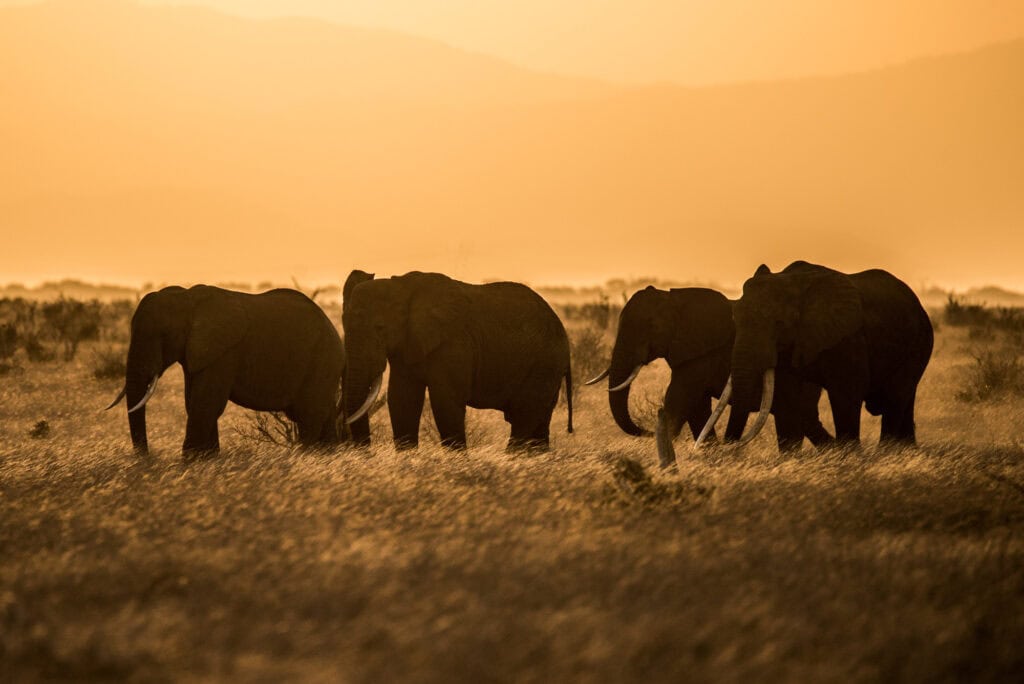 A herd of elephants move through Tsavo East National Park © Frank af Petersens Save the Elephants 6095