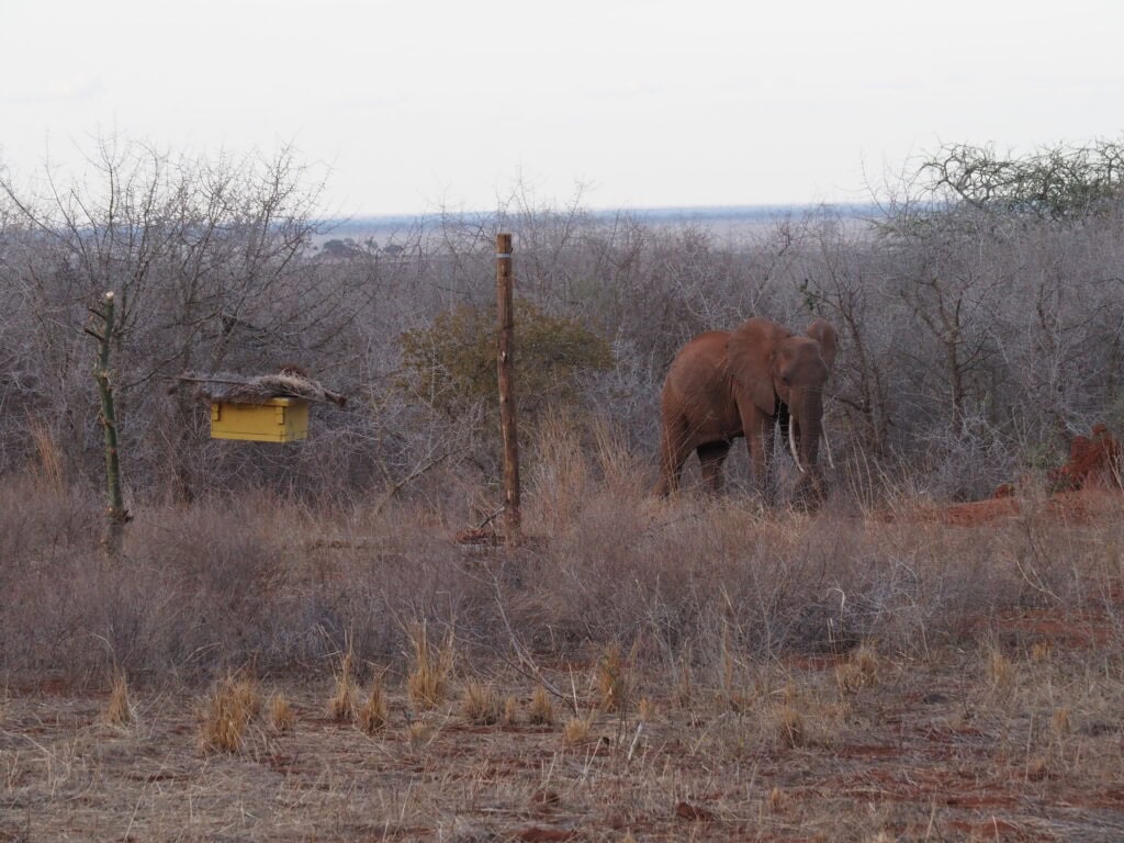 A young elephant near a farm with a beehive fence © Courtesy of Save the Elephants