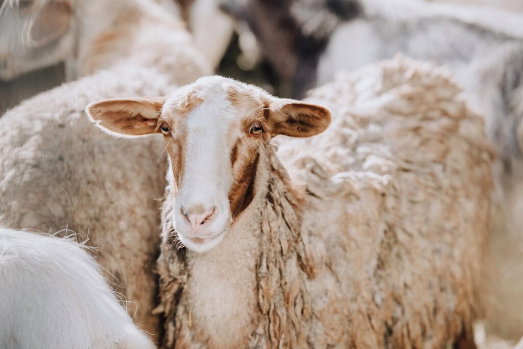 Tierschutz ist in der Modewelt längst mehr als nur ein Nischenthema. Billie Eilish promotet für Gucci eine Handtasche aus veganem Leder und überzeugt einen Designer davon, Echtfell den Rücken zuzukehren. Doch auch abseits von High-Fashion gibt es zahlreiche Alternativen zu Leder, Wolle, Seide oder Daunen. Gut für die Tiere, gut für die Umwelt – und auch stilistisch kann vegane Mode absolut mithalten.