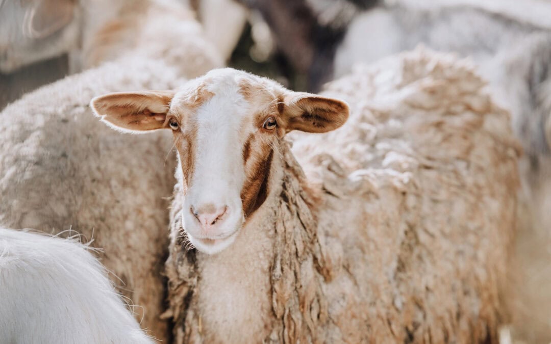 Tierschutz in der Mode: Kaktus und Ananas statt Kuh und Krokodil