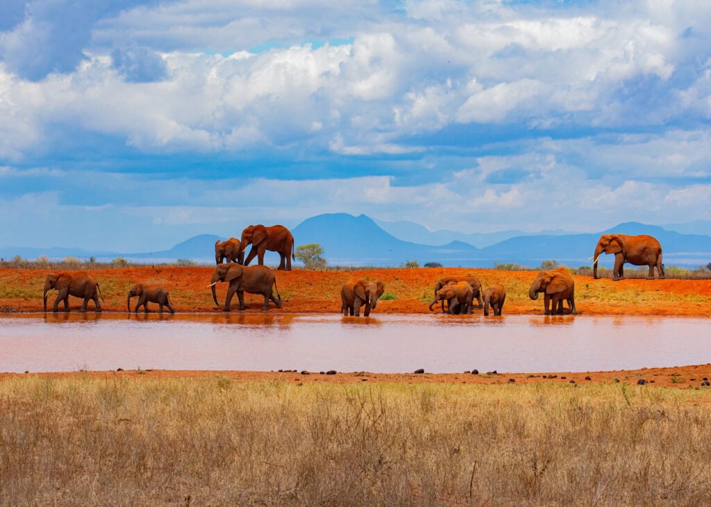 Elephants in Tsavo East National Park southern Kenya © Lucia Vita Save the Elephants DSC0713 2