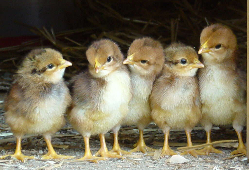 Tiere empfinden Schmerz, Angst und Freude – dass auch sie ihre eigenen Rechte haben können, zeigen neue Rechtsentwicklungen rund um den Globus.