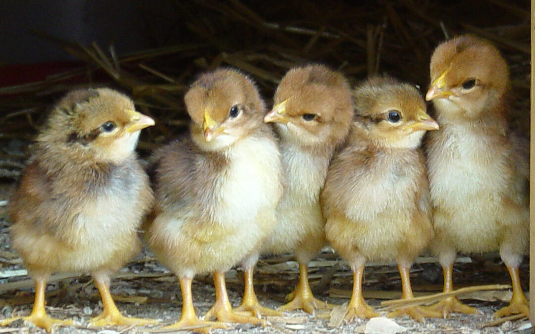 Welche Rechte haben Tiere? Ein Überblick über die Tierrechtslage weltweit