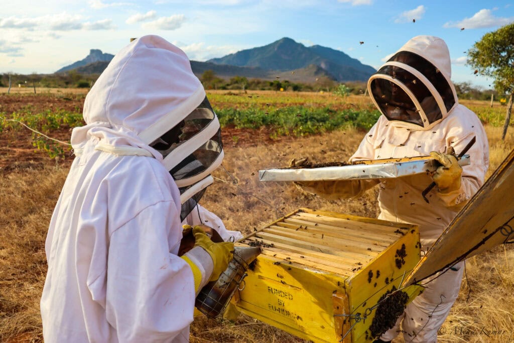 Honey harvesting in Kajire village in Tsavo southern Kenya in 2023 © Meha Kumar Save the Elephants