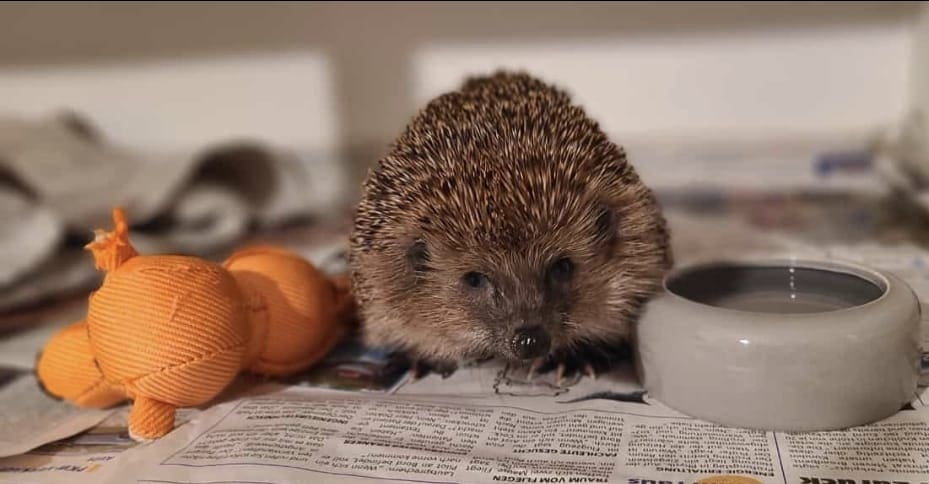 Im Herbst rückt der Igel in den Fokus unserer Aufmerksamkeit. Wenn die Tage kürzer werden und das Laub zu fallen beginnt, bereitet er sich auf seinen Winterschlaf vor – ein faszinierendes Verhalten, das ihn zum stillen Symboltier dieser Jahreszeit macht.
