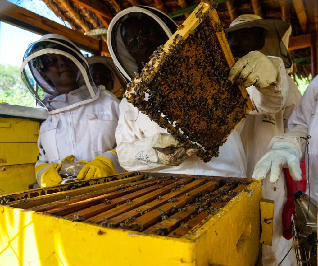 Loise Kawira and team inspecting bee colonies in beehives in Mwakoma Apiary Sagalla 2023 © Meha Kumar Save the Elephants
