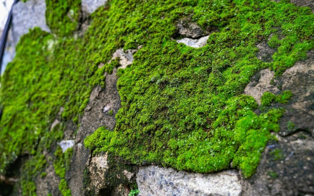Selbstbegrünende Fassaden, Indien erreicht Klimaziele früher als geplant
