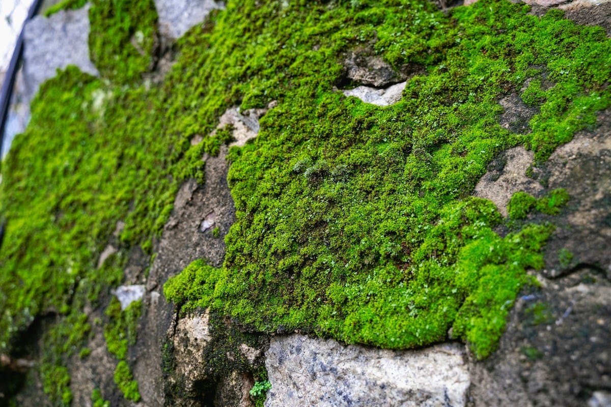 Moos auf Wand