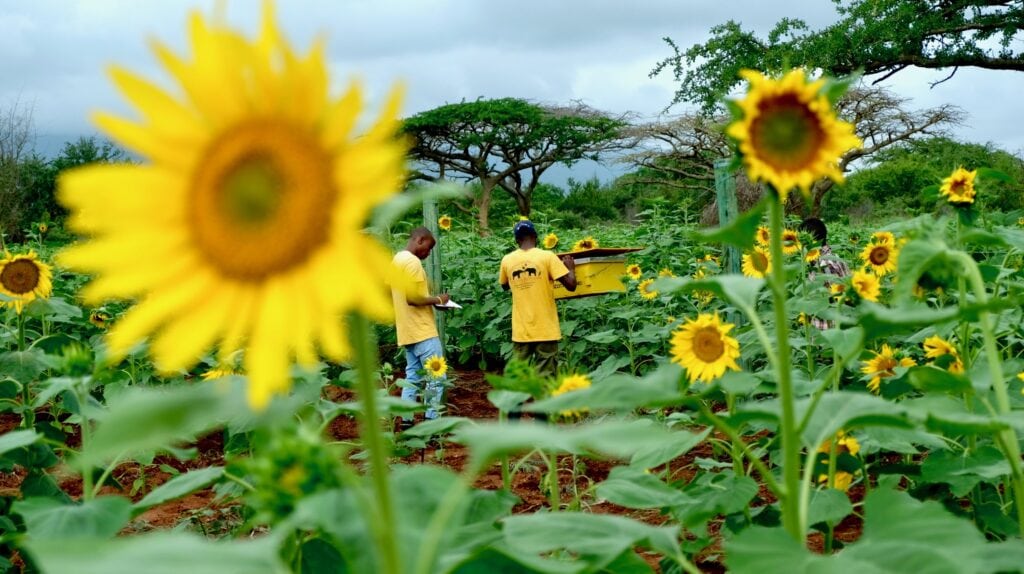 STEs coexistence team monitoring a beehive fence in a sunflower farm in Sagalla Tsavo southern Kenya © Jasper Scofield Save the Elephants
