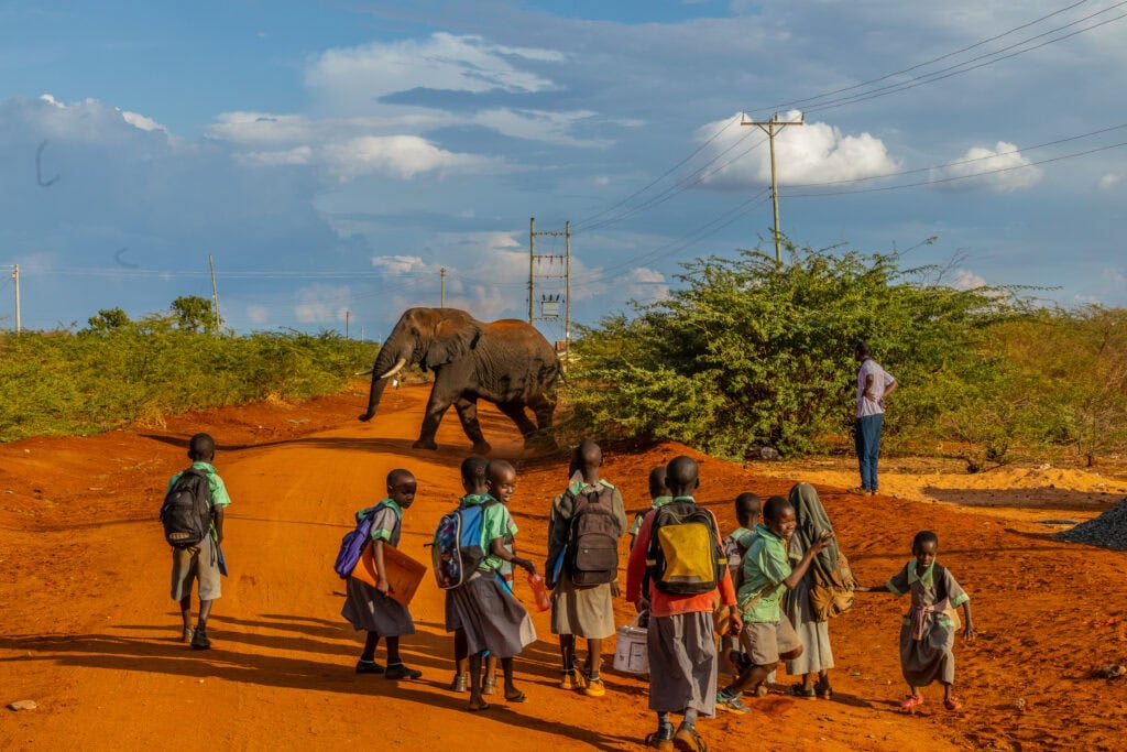 Über verschiedene Ansätze schafft Save the Elephants Lösungen für Konflikte zwischen Elefanten und Menschen. Ein überraschender Verbündeter auf dem Weg zur Koexistenz: Honigbienen.