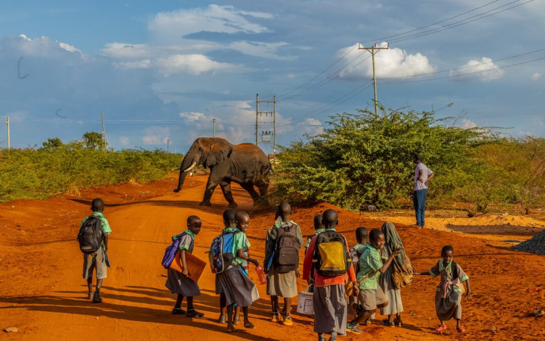 Save the Elephants: Vom Mensch-Elefant-Konflikt zur Koexistenz