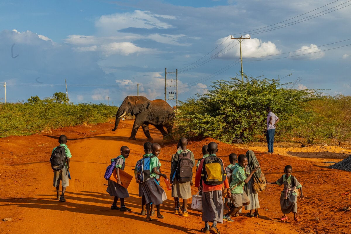 Über verschiedene Ansätze schafft Save the Elephants Lösungen für Konflikte zwischen Elefanten und Menschen. Ein überraschender Verbündeter auf dem Weg zur Koexistenz: Honigbienen.