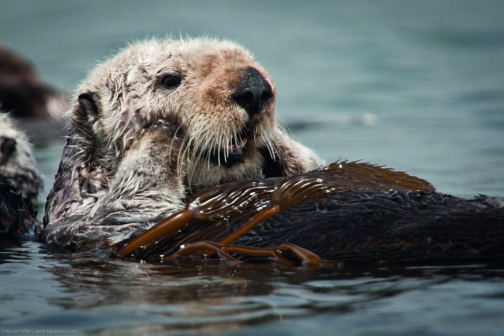 Sea Otter 1