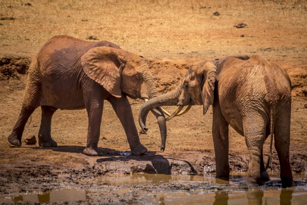 Young elephants greet each other on a river bank in Tsavo East National Park © Robbie Labanoswki Save the Elephants Q5A7708