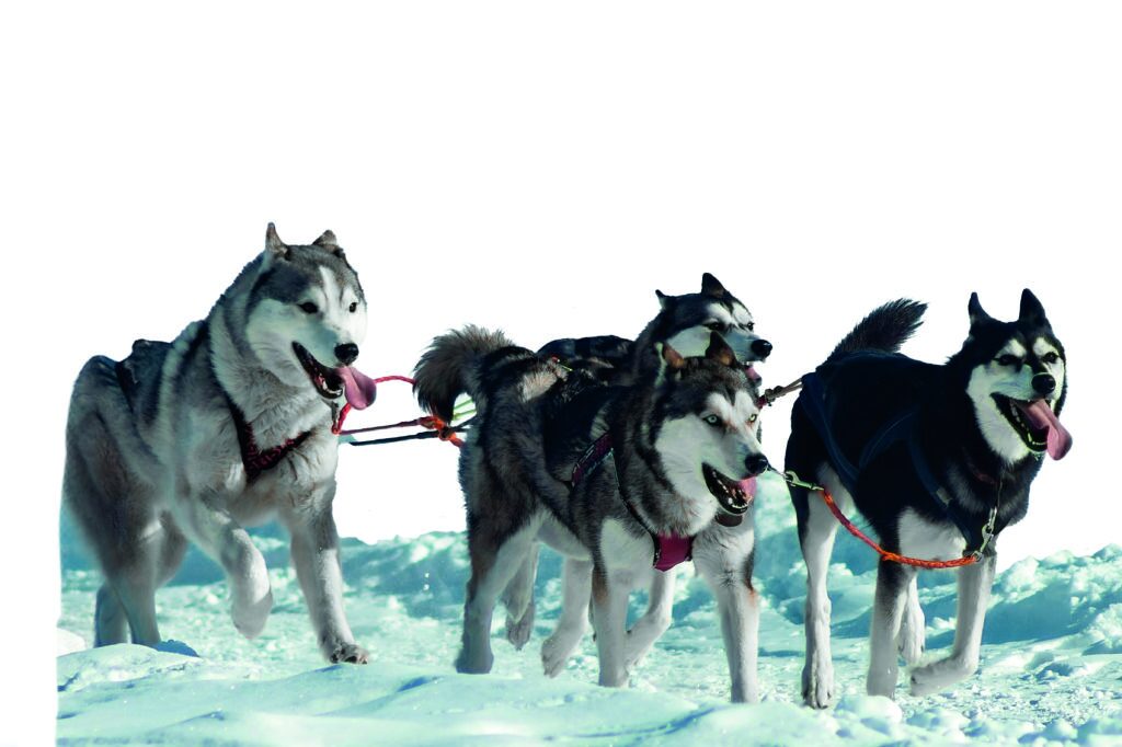 Vier Huskys an einem Schlittenhundgeschirr, die durch den Schnee laufen. Vier Huskys an einem Schlittenhundgeschirr, die durch den Schnee laufen.
